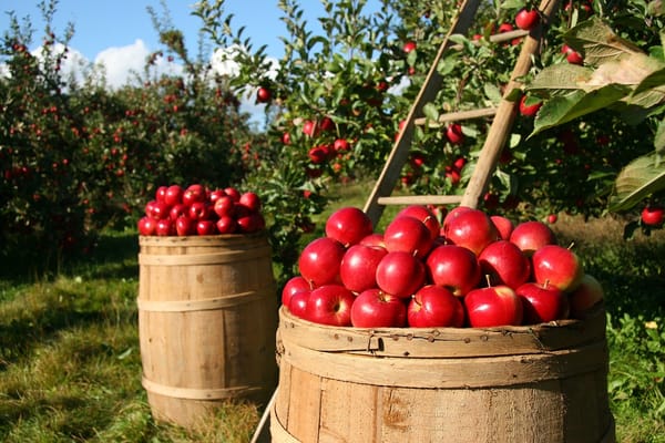 apple farm