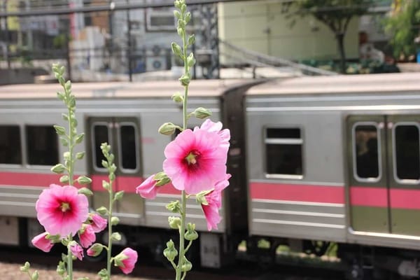 Rose of Sharon beside the subway